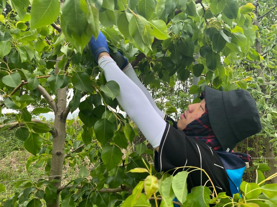 🍎연기예술학과 학생들이 참여한 꽃댕이 농원 농가 봉사활동🍎